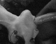 Throat and Belly Bulges — 9